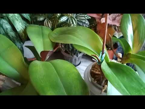 Видео: ‼️Все ПЛЮСЫ➕и➖МИНУСЫ моих ГРУППОВЫХ ПОСАДОК🌿(23.10.2021)