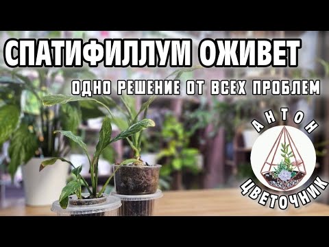 Видео: Как решить все проблемы спатифиллума одним способом?