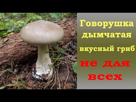 Видео: Говорушка дымчатая -  гриб НЕ ДЛЯ ВСЕХ