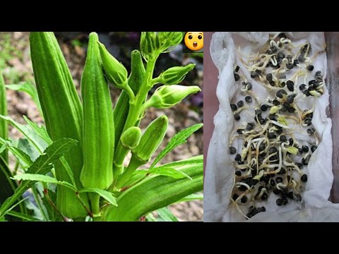 Видео: САМЫЙ БЫСТРЫЙ СПОСОБ ВЫРАСТИТЬ БАМИЮ, О КОТОРОМ НИКТО НЕ ГОВОРИТ