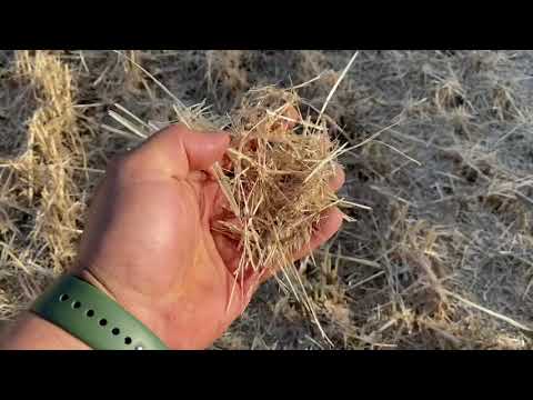 Видео: Уборка пшеницы Джон дир S670  🌾2020 Сравнение сеялки Хорш Фокус и Партнёр