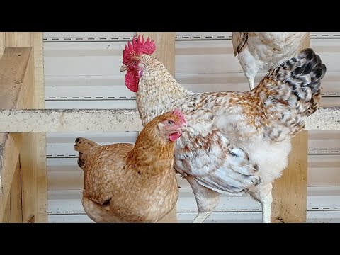 Видео: Царскосельские куры - пожалуй, лучшие куры в моём хозяйстве.