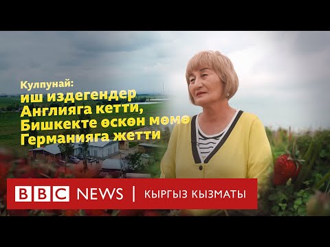 Видео: Кулпунай: иш издегендер Англияга кетти, Бишкекте өскөн мөмө Германияга жетти - BBC Kyrgyz