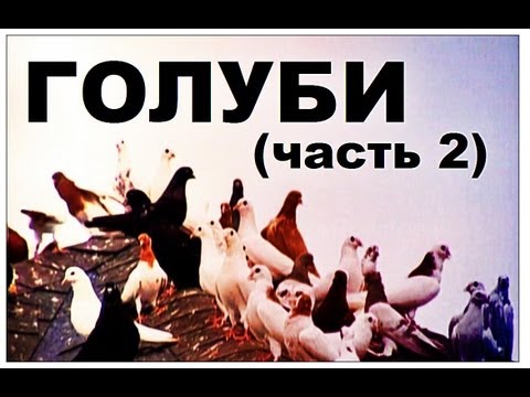 Видео: Галилео. Голуби (часть 2)