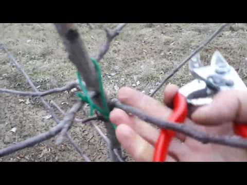 Видео: Обрізка сорту Лігол на підщепі ММ-106 (2 частина)