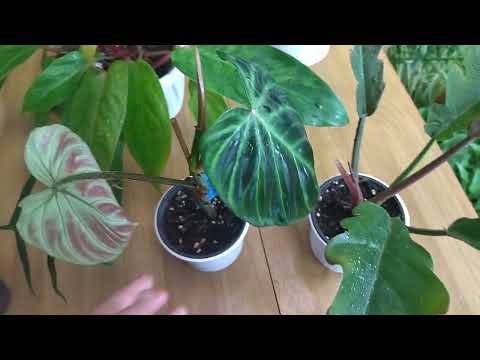 Видео: Февральский обзор комнатных растений. Филодендроны.