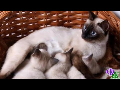 Видео: Жил - был КОТ 7 «Парни! Не пугайте нашу девочку!» - сказал хозяин коту и псу.