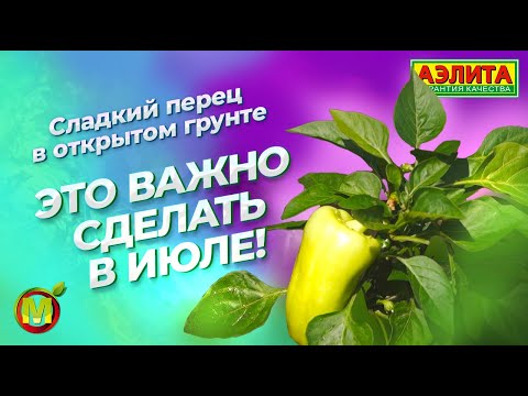 Видео: УХОД ЗА ПЕРЦЕМ В ИЮЛЕ: подкормка, формирование, полив