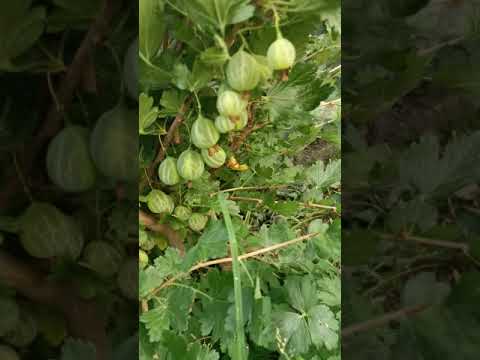 Видео: Коыжовник в ЛенОбл - Малахит