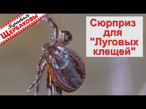 Видео: КЛЕЩИ не КУСАЮТ уже 8 лет! ЦИПЕРМЕТРИН. Важные нюансы при пропитке одежды!