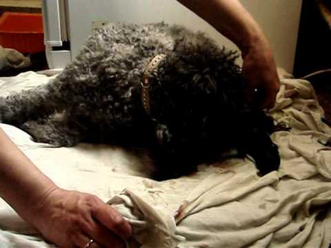 Видео: Первые роды у малого пуделя.