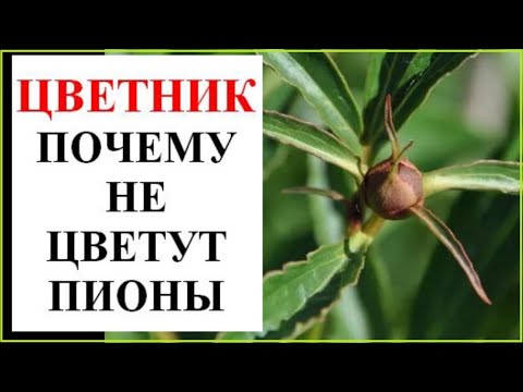 Видео: Почему не цветут пионы? Что делать?