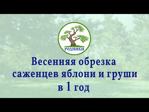 Видео: Весенняя обрезка саженцев яблони и груши в 1 год