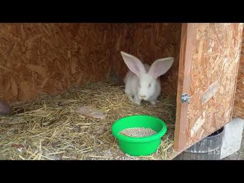 Видео: Бельгийский фландр