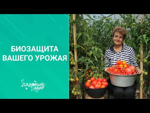Видео: БИОзащита вашего урожая. Всё просто! Следуйте нашему примеру. Мы выращиваем овощи без химии.
