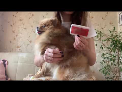 Видео: Как правильно расчесывать шпица дома