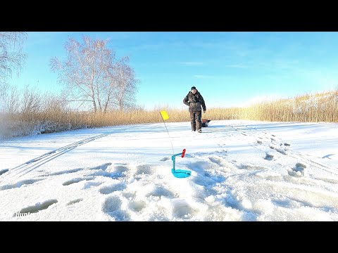 Видео: Нашёл много рыбы в диком месте! Первый лёд 2024.
