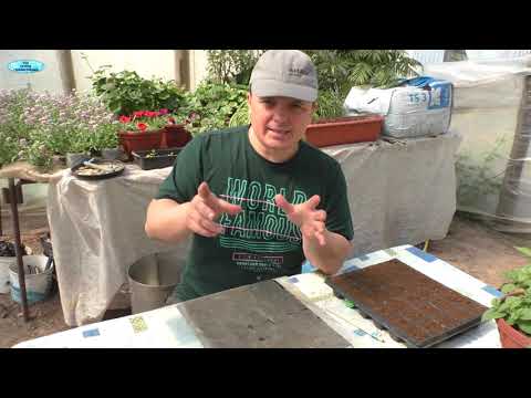 Видео: Томаты для открытого грунта - когда и как посеять, чтобы урожай собирать вёдрами!