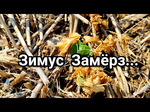 Видео: Зимующий горох замёрз весной