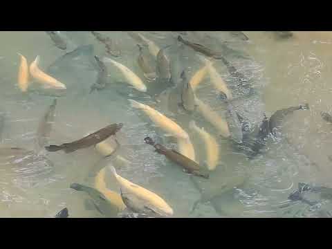 Видео: Чернореченское форелевое хозяйство Абхазия