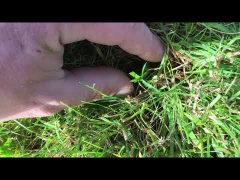 Видео: Делаю скарификацию газона. Выясняю чем лучше сделать скарификацию. Делюсь опытом.