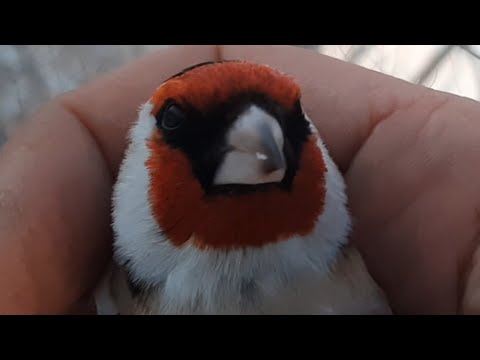 Видео: ЛОВЛЯ ЩЕГЛОВ И ДРУГОЙ ПТИЦЫ👍🔥🔥 02.12.22.