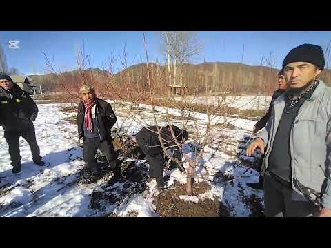 Видео: Гилас остуруудогу негизги маанилуу жумуштар