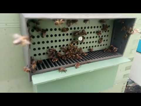 Видео: Сбор пыльцы. Эксперимент пыльцесборников.