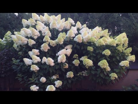 Видео: Гортензии 06.08.22.