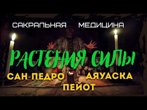 Видео: Растения силы: Сан-Педро, Пейот, Аяуаска | По следам Карлоса Кастанеды и Дона Хуана