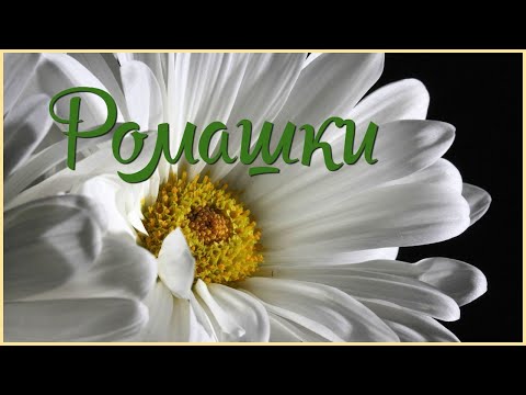 Видео: #ромашки #цветы  #daisies #flowers