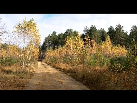 Видео: Магія Житомирського Полісся: Нині осінь нас чарує...