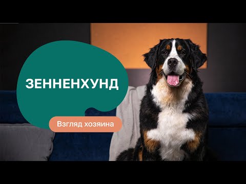 Видео: Бернский зенненхунд - все о породе, плюсы и минусы — шоу «Ожидание/реальность»