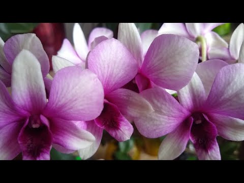 Видео: Как добиться домашнего цветения орхидеи Дендрофаленопсис. Какие условия нужно создать...