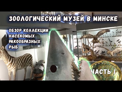 Видео: Зоологический музей при БГУ: обзор коллекций насекомых, ракообразных и рыб