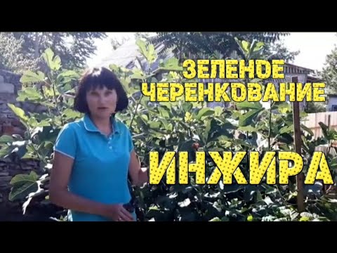 Видео: Зеленое черенкование инжира. Корни появятся через две недели.