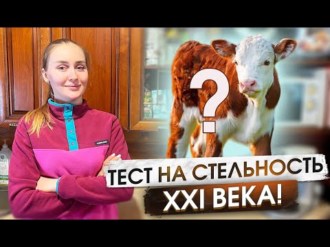 Видео: Проверяем на стельность КРС. Рабочие дела на нашей ферме | Молодая Ферма