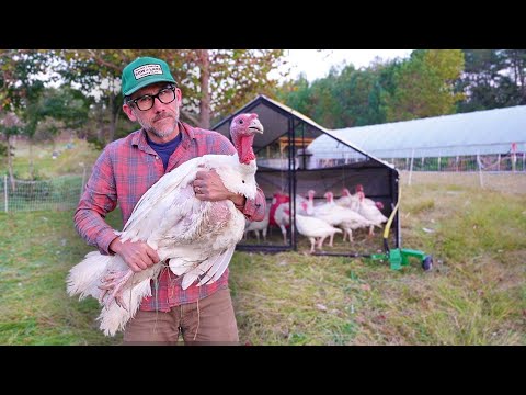 Видео: Как мы выращиваем индюков на продажу на небольшой пастбищной ферме