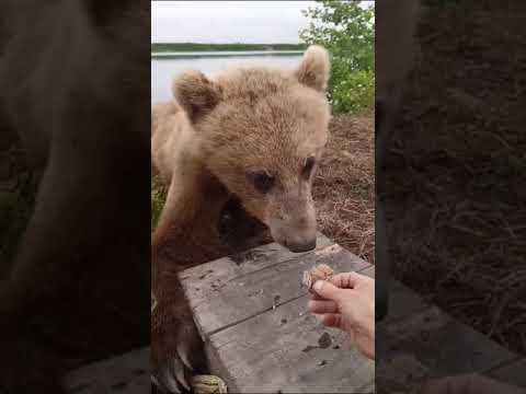 Видео: Собутильники Камчатских Рыбаков👍👍👍