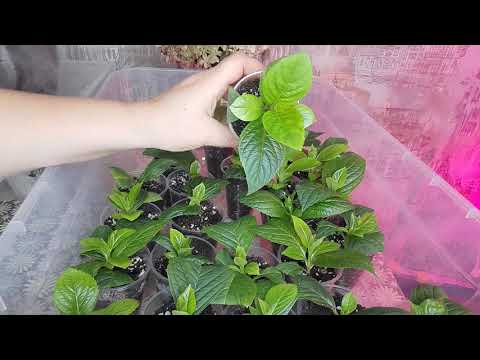 Видео: Черенки крупнолистной гортензии в зиму