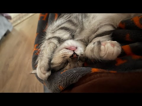 Видео: Vlog: Будни беременной 🤰🏼