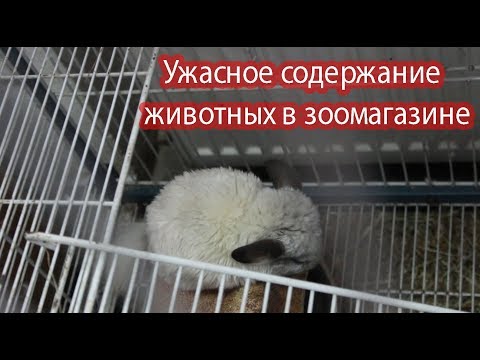 Видео: Ужасная жизнь животных в зоомагазине