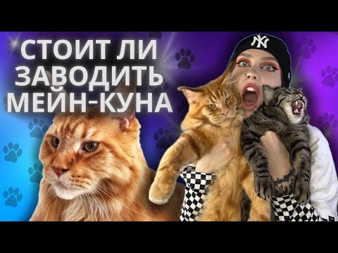 Видео: МЕЙН-КУН: ОНО ВАМ НАДО❓| ПЛЮСЫ И МИНУСЫ ПОРОДЫ