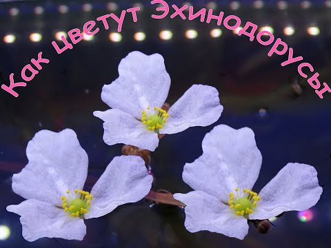 Видео: Цветение редких Эхинодорусов! Чистая вода в аквариуме. Биологический баланс.