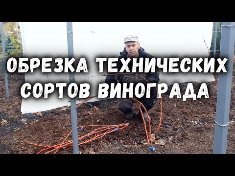 Видео: Обрезка и формировка технических сортов винограда🍷