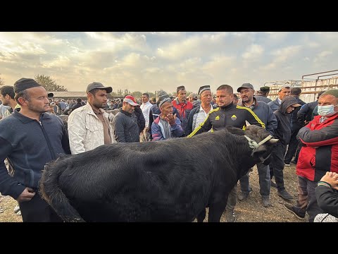 Видео: ШАНБЕ БОЗОР НАРХИ бука БОЗОР ака 25 октября 2025 г.