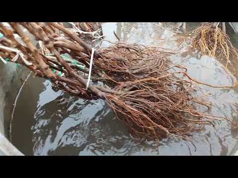 Видео: Саженцы винограда +79885453295