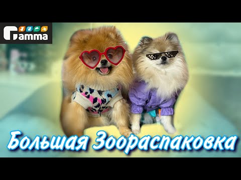 Видео: Распаковка зоотоваров | лежанки, игрушки, переноски для собак и кошек 🐾 Gamma