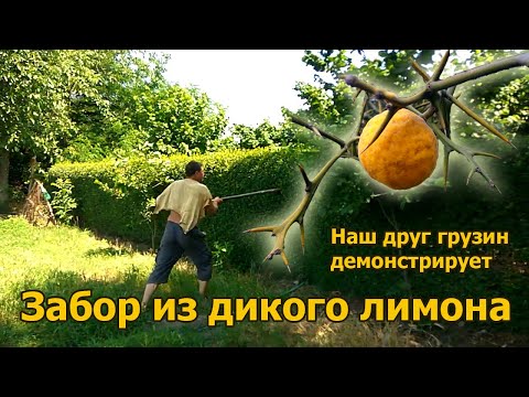 Видео: Супер забор из дикого лимона (трифолиат) в Грузии.