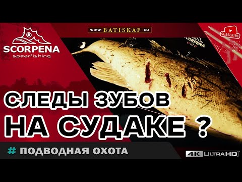 Видео: Следы зубов на судаке ?! Взял раненого речного  судака на подводной охоте